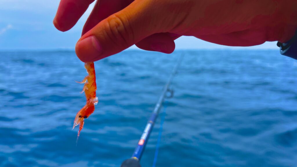 マグロ釣りのエサは何がおすすめ？生き餌からルアーまで徹底解説