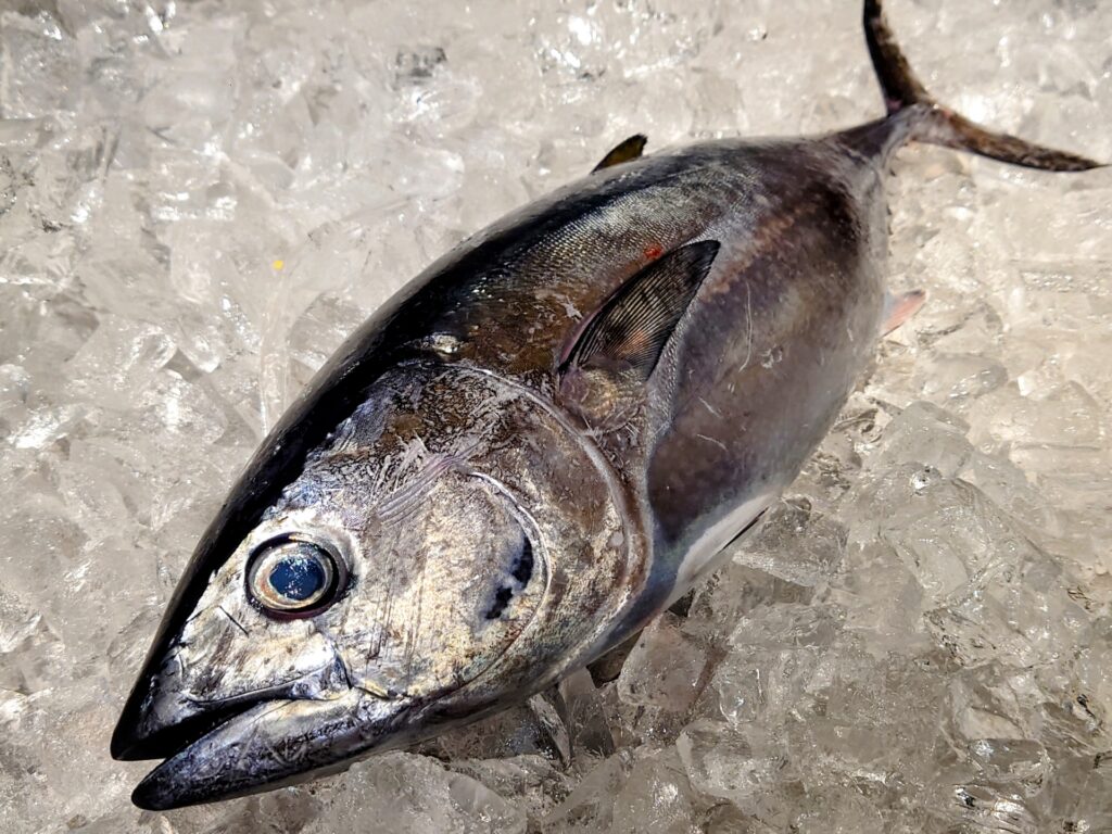 マグロ釣りクーラーボックス決定版！サイズ選びからおすすめ10選まで