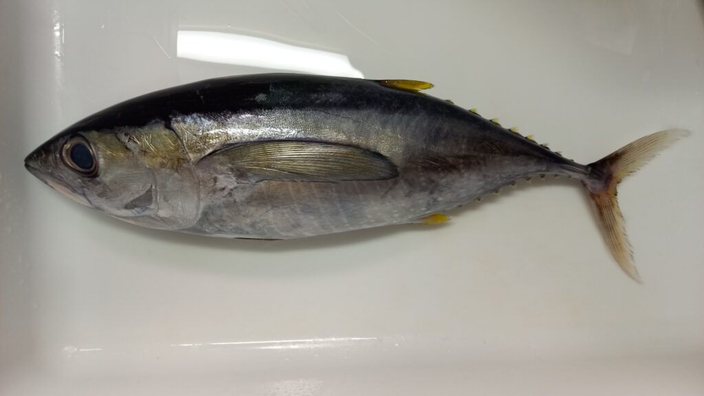 キハダマグロ釣り完全ガイド｜初心者向けタックルと釣り方