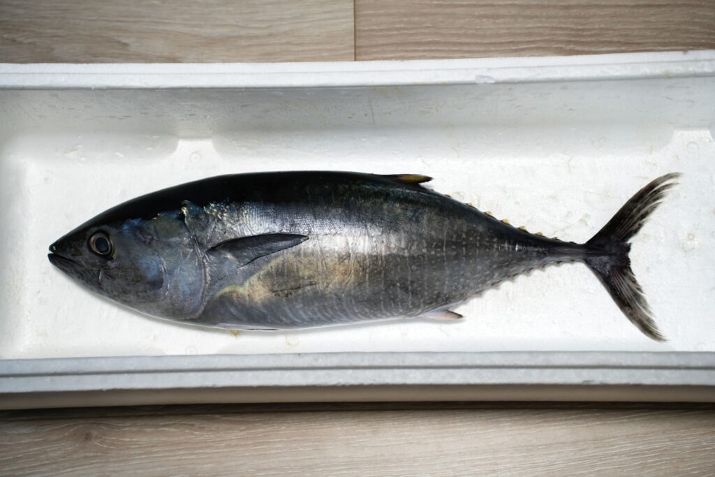 クロマグロ釣り完全ガイド｜遊漁規制とタックルを徹底解説